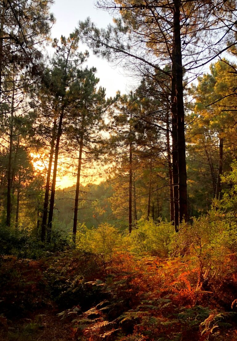 Sunset in the forest