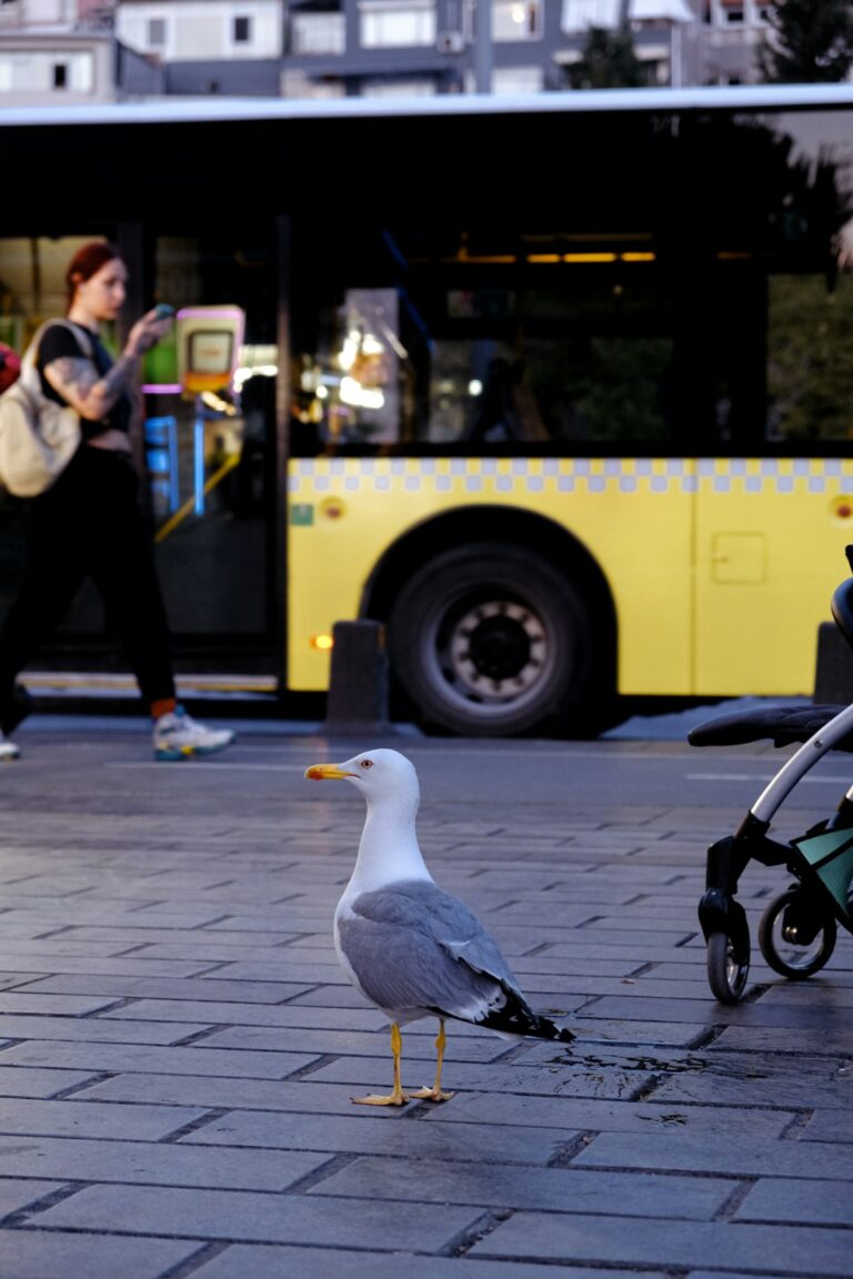 a bird standing on a sidewalk