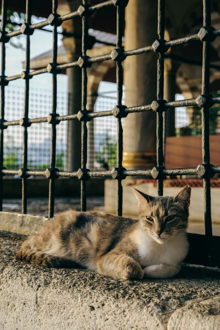a cat lying on the ground